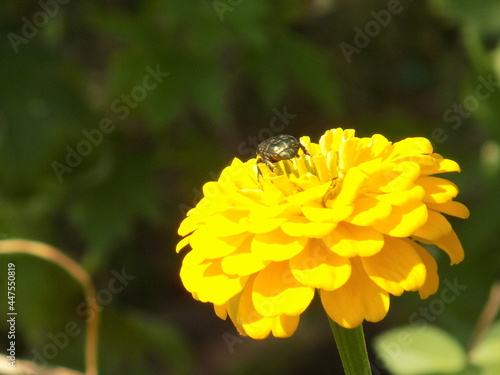 A beautiful large beetle sits on a tsinia flower. 