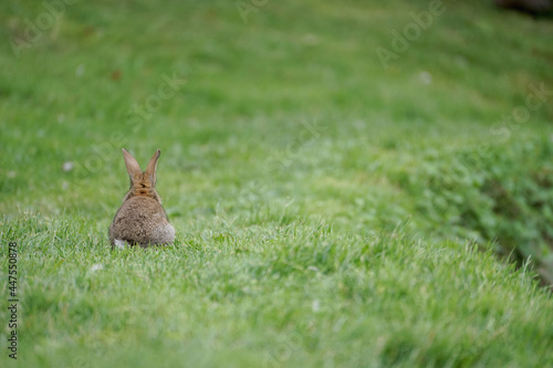 Close-up of a wild rabbit © Revilo Lessen