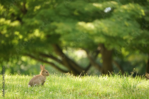 Close-up of a wild rabbit