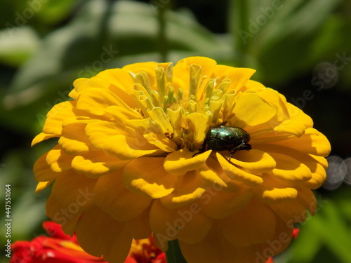 A beautiful large beetle sits on a tsinia flower. 