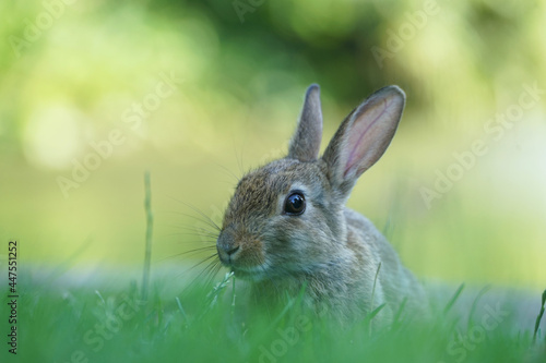 Close-up of a wild rabbit