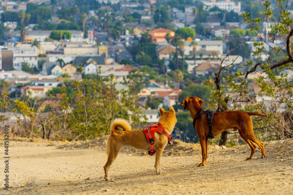 Naklejka premium Two dogs were looking at the city