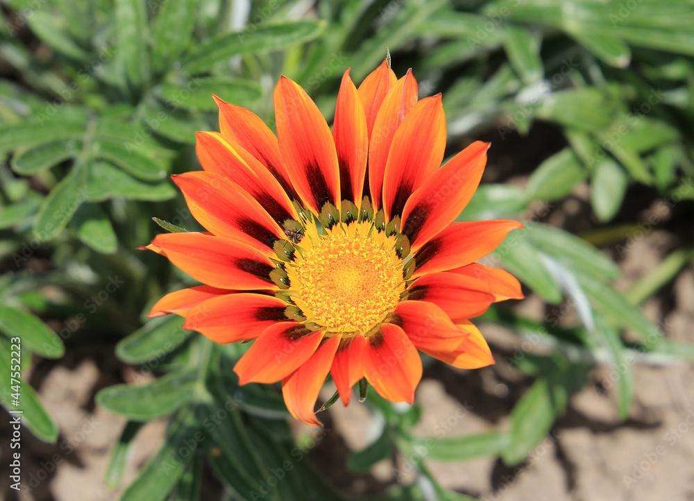 bright summer flower in city park bright summer flower in city park