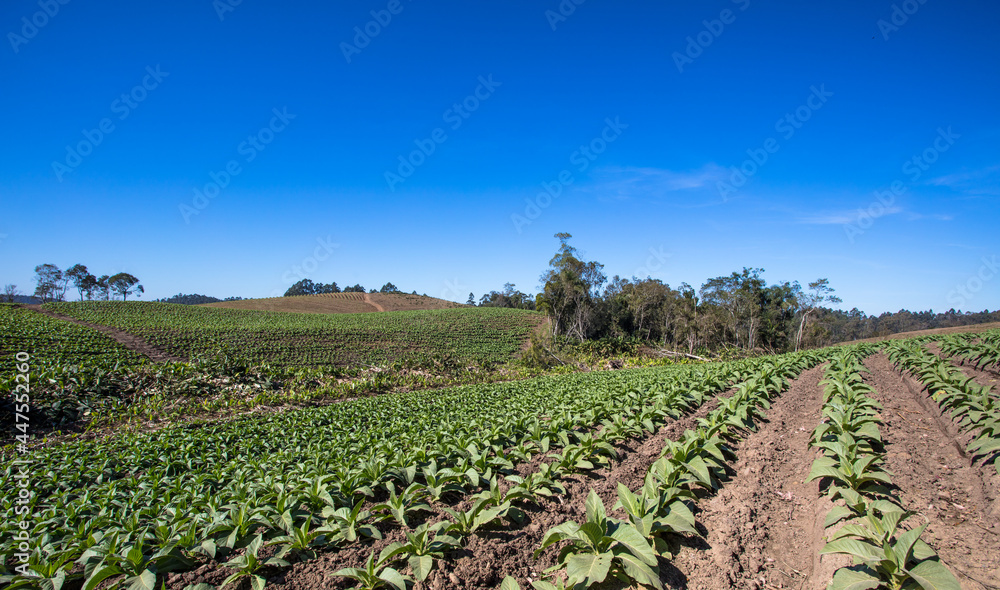 Paisagem rural com plantação de tabaco.