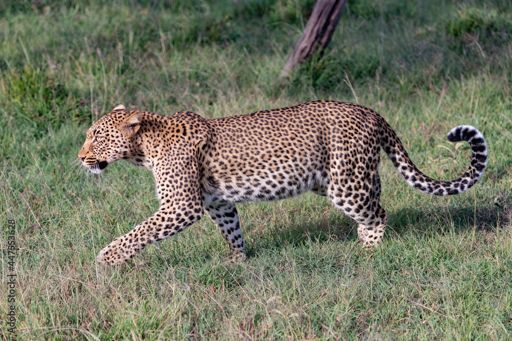 Fototapeta premium Leopard strolling in the savannah