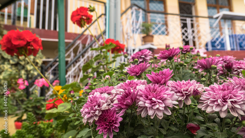 Flower garden in the courtyard of a hotel complex in India. Bright colors of tourist life. Bright blooming fresh asters