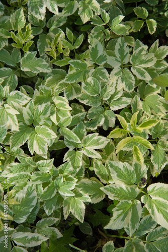 Background from leaves. The variegated white-green leaves of the plant runny. Background, texture