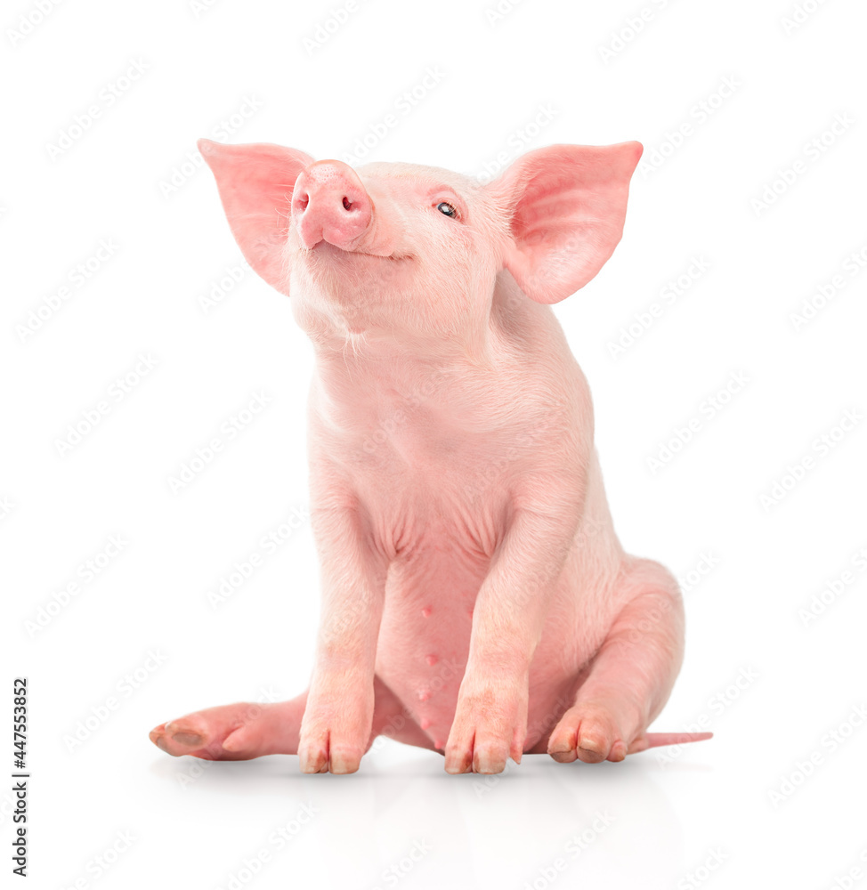 Happy young pig isolated on white background. Funny animals emotions.