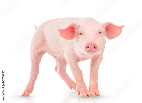 Young pig isolated on white background.