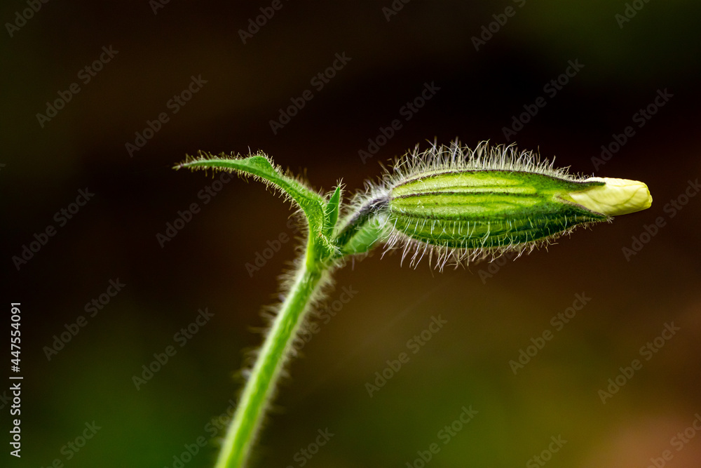 Silene latifolia growing in the forest, Silene latifolia growing in the forest,