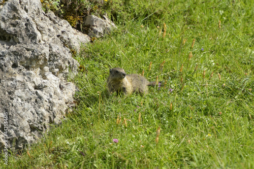 marmot in the moutains of vercors © AUFORT Jérome