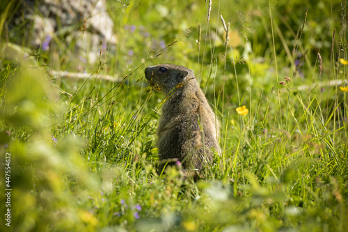 marmot in the moutains of vercors