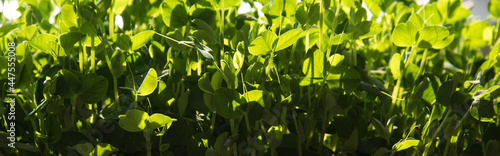 Germination of seeds in a special tray. Tray with grid for microgreening. Pea seeds with sprouts  supera species. Correct and healthy diet. Greenery on the window all year round. Vitamin feeding