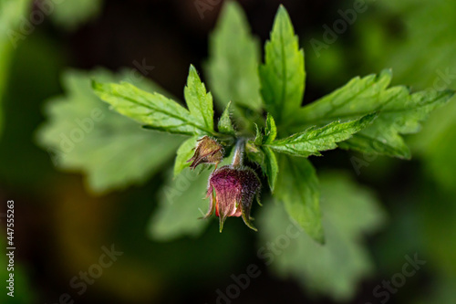 Geum rivale flower growing in forest, close up 