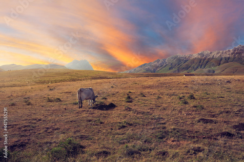 grazing cow at campo imperatore abruzzo in background gran sasso sunset