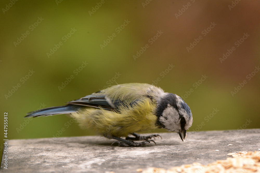 Fototapeta premium Blaumeise
