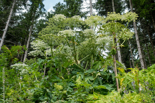 Heracleum mantegazzianum . Riesenbärenklau . Giftpflanzen . Giant Hogweed . Toxic Plants