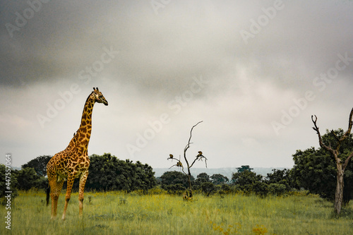 Masai Giraffe photo