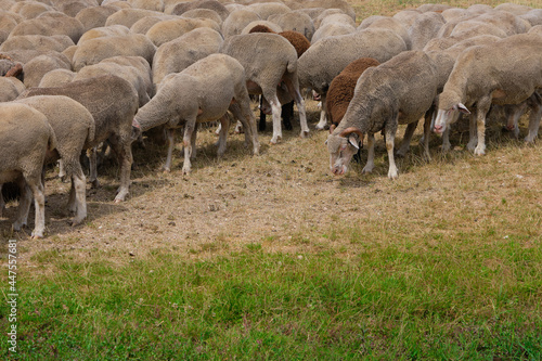 group of sheep grazing on the emperor abruzzo field