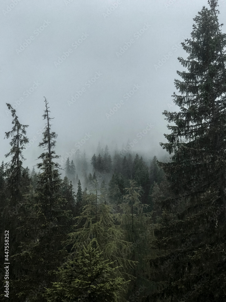 fog in the  rainy forest