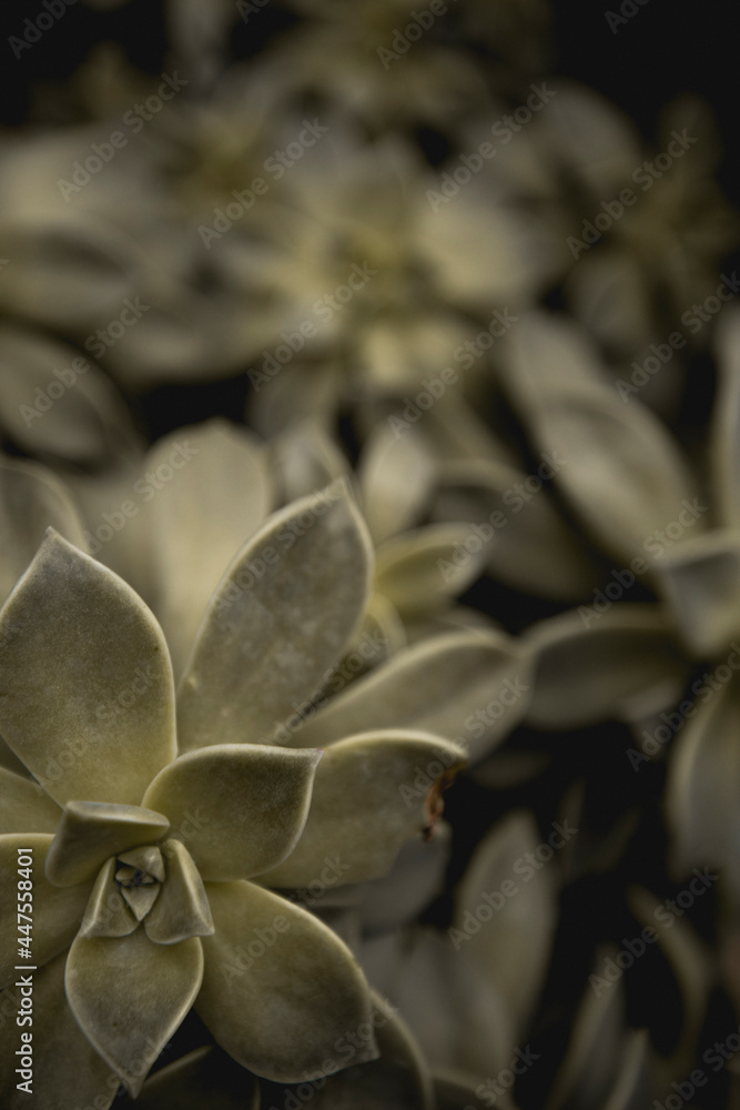 Beautiful plants from the garden Beautiful plants from the garden