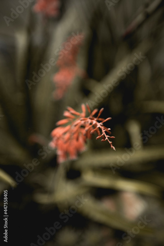 Beautiful  plants from the garden