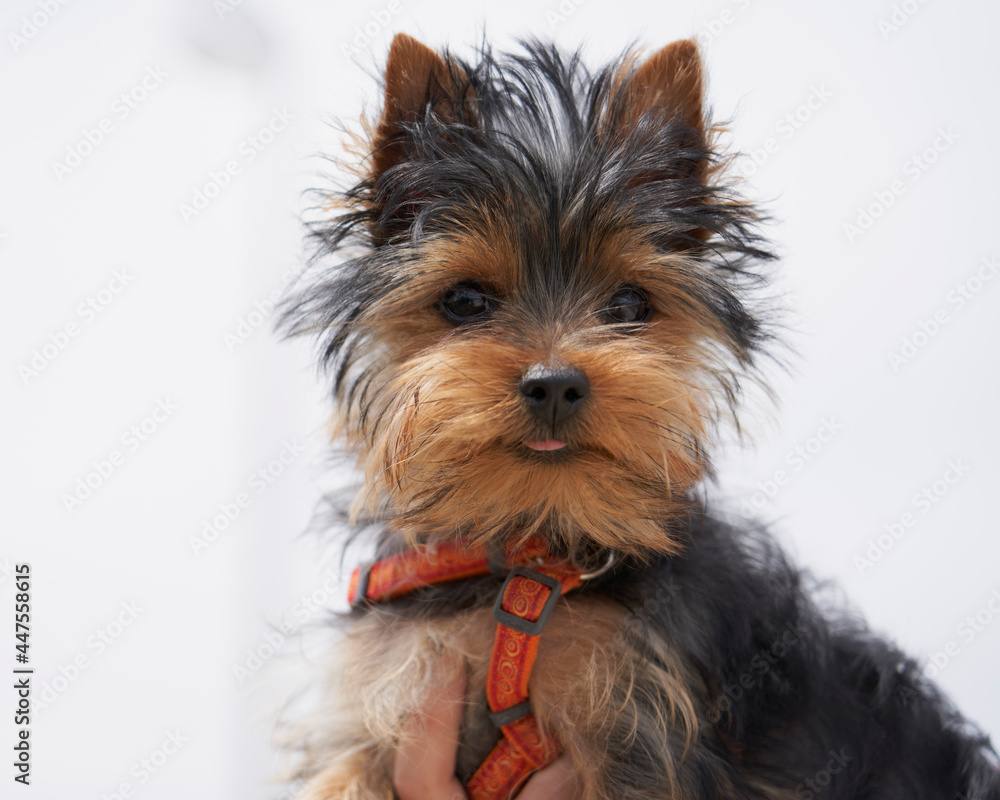 Close-up of toy Yorkshire Terrier