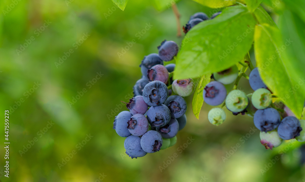 borówka amerykanska