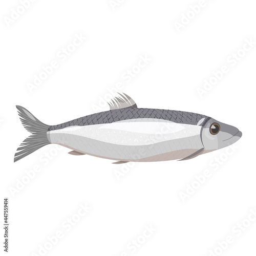 Vector image of an natural looking grey herring. Sea fish isolated on white background.