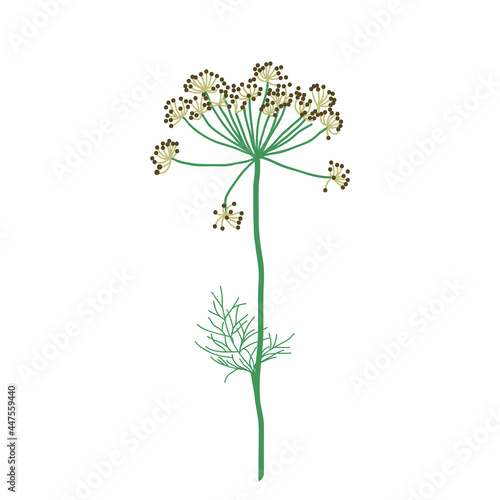Green dill blossom isolated on white background. Realistic plant with seeds.