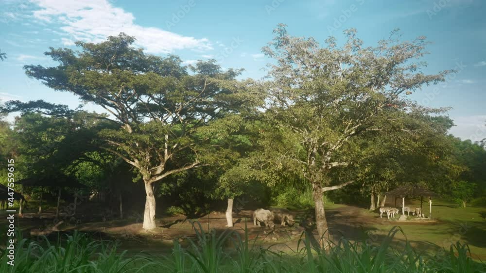 an amazing wildlife landscape with two huge trees an amazing wildlife landscape with two huge trees