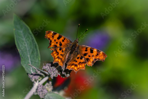 Comma butterfly on branch