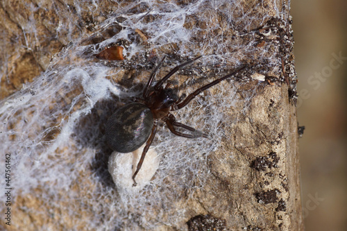 Black lace weaver  Amaurobius ferox   family Amaurobiidae with a cocoon on a rough concrete surface. Summer  July  Netherlands.