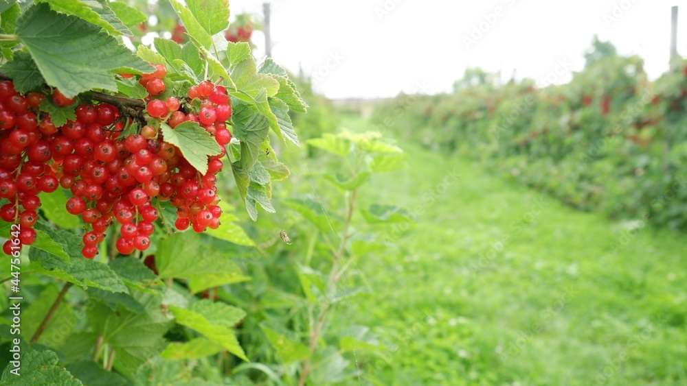 Ripe red currants hang on a bush