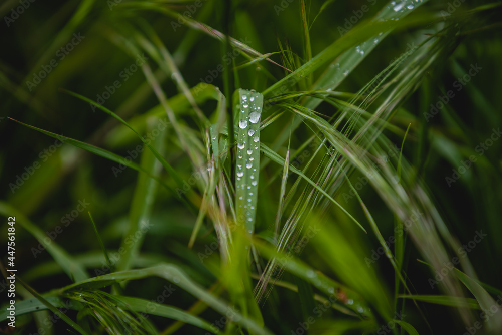 Naklejka premium Krople deszczy w trawie 
