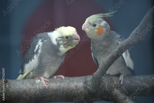 Close-up of two large parakeets