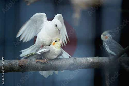Dove coupels with a cockatiel 