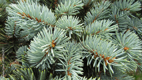 Background of spruce branches with needles
