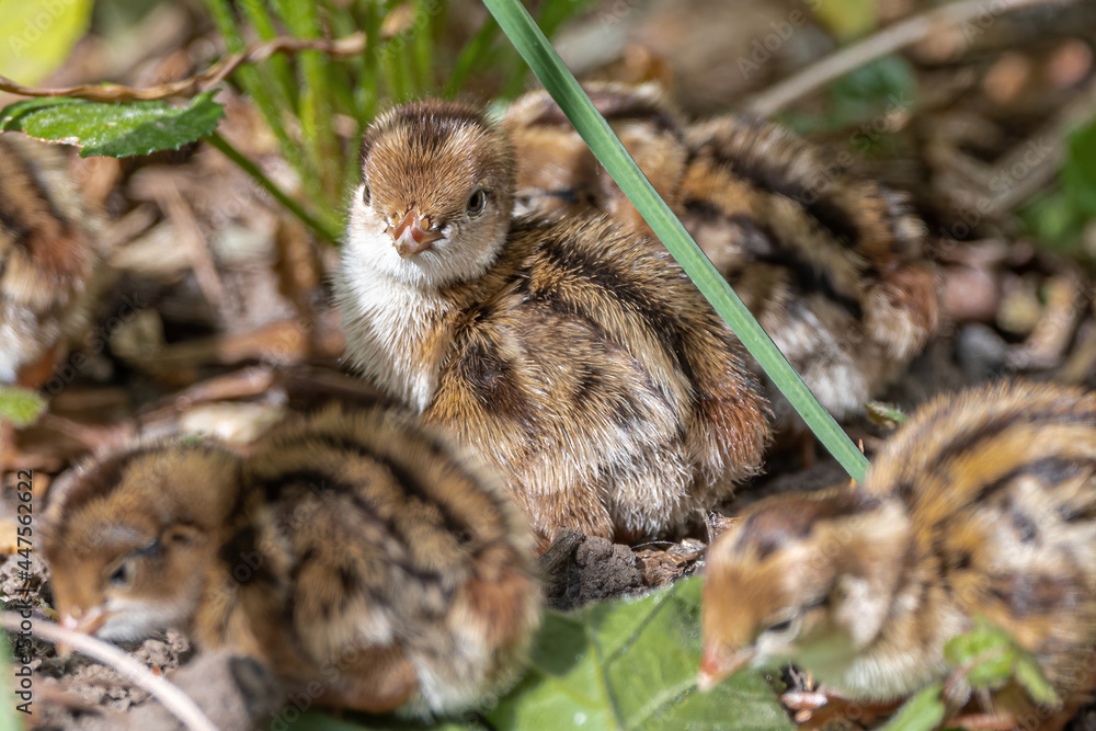 California Quail Hatchlings (Callipepla californica) California Quail Hatchlings (Callipepla californica)