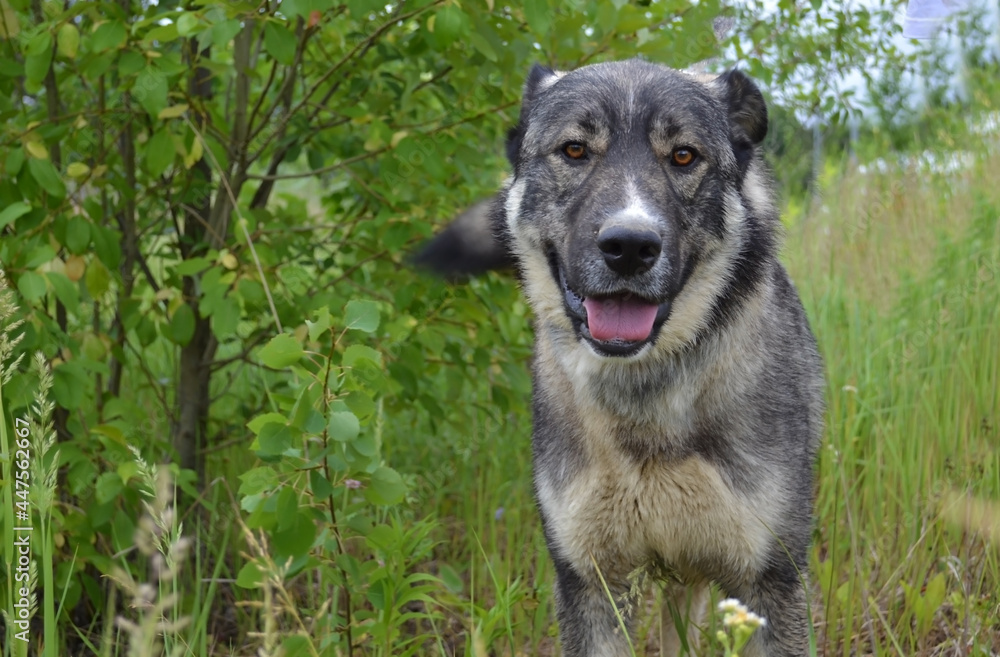 Close-up portrait of large gray dog standing among green foliage and looking at camera Close-up portrait of large gray dog standing among green foliage and looking at camera