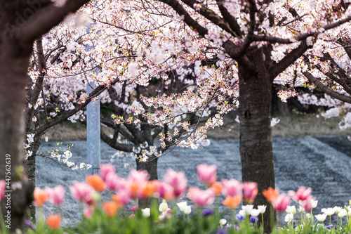 さくら広場の桜とチューリップ　千葉県習志野市　日本