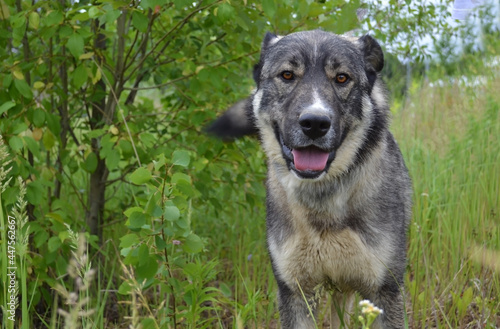 Close-up portrait of large gray dog standing among green foliage and looking at camera