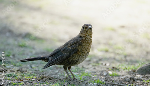 Close-up of a eurasian blackbird