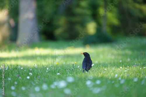 Eurasian blackbird on an meadwo