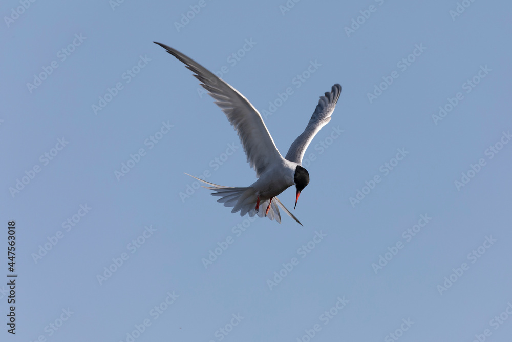 Fototapeta premium Common Tern Sterna hirundo in a typical coastal habitat 