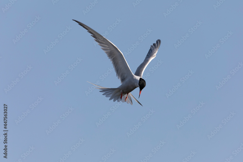 Obraz premium Common Tern Sterna hirundo in a typical coastal habitat