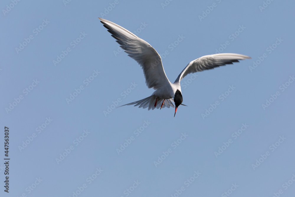 Common Tern Sterna hirundo in a typical coastal habitat
Common Tern Sterna hirundo in a typical coastal habitat