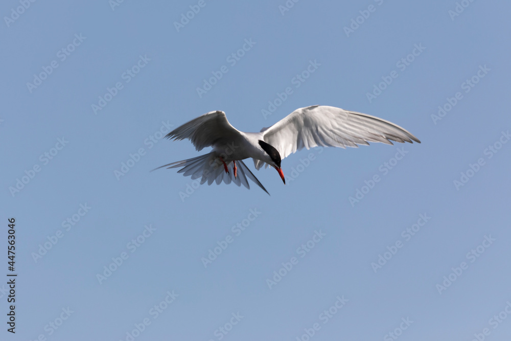 Obraz premium Common Tern Sterna hirundo in a typical coastal habitat 