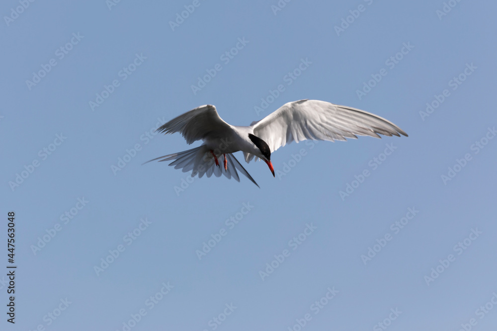Common Tern Sterna hirundo in a typical coastal habitat
Common Tern Sterna hirundo in a typical coastal habitat