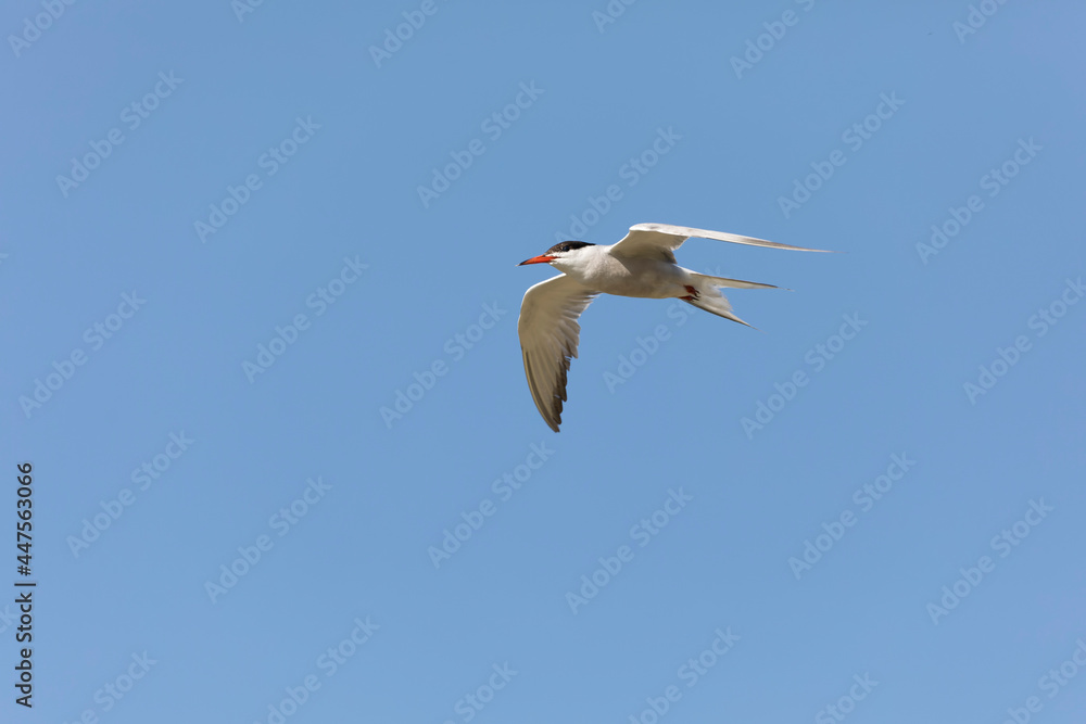 Common Tern Sterna hirundo in a typical coastal habitat
Common Tern Sterna hirundo in a typical coastal habitat